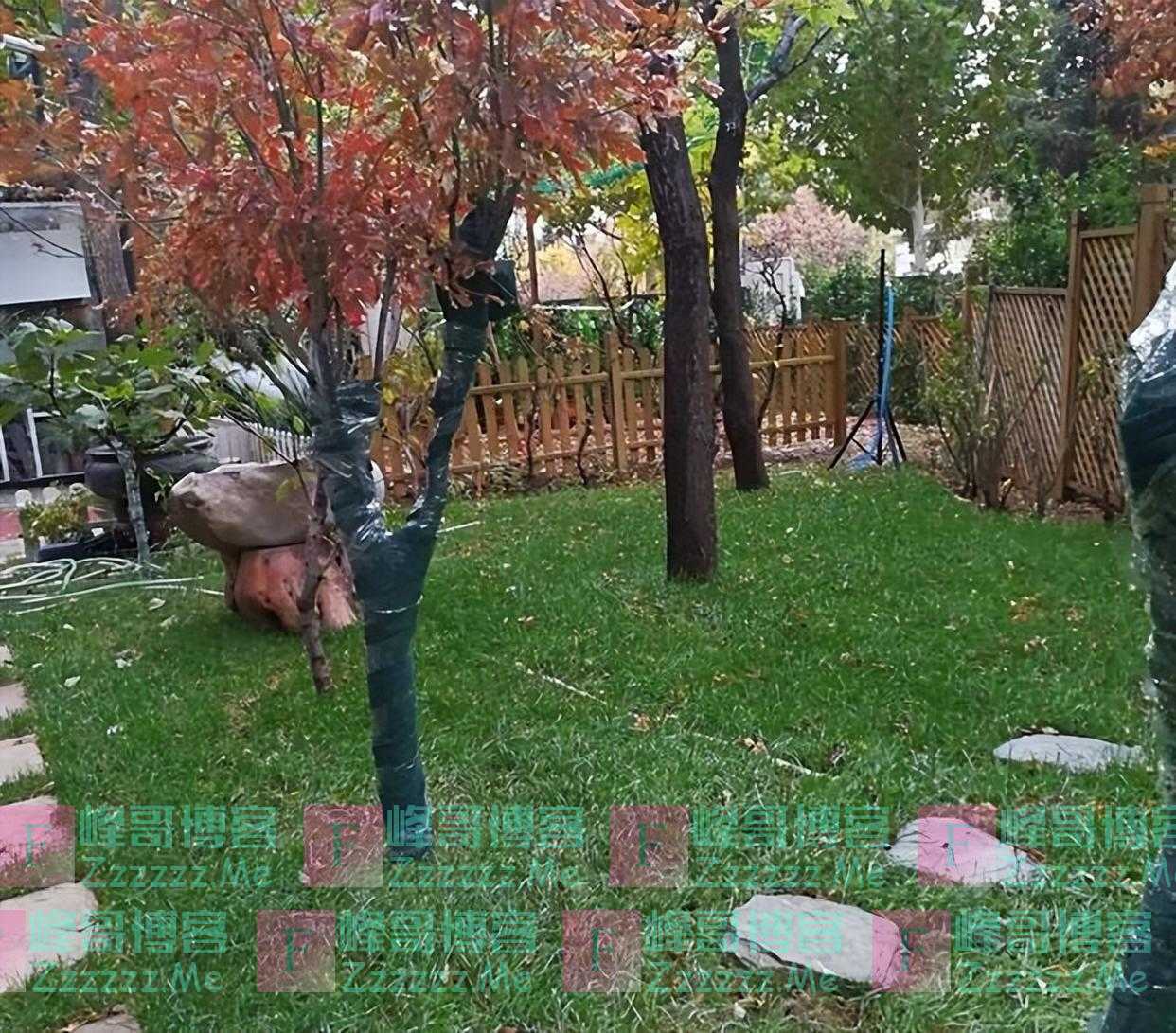 杨幂的“豪宅”火了,庭院种满花草,撸猫逗狗,真让人羡慕