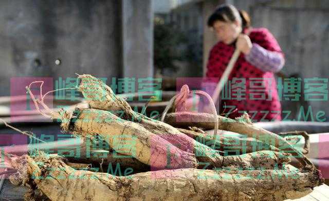 什么是葛根，葛根为何被称为是“亚洲人参”？你是否吃过？