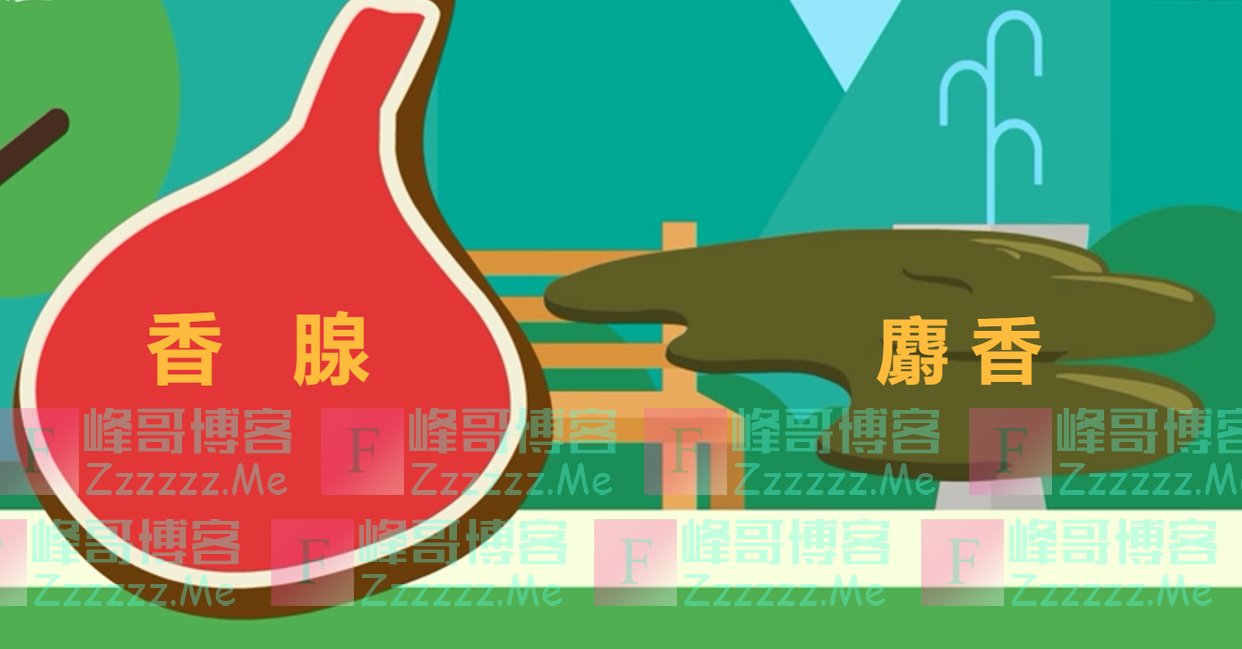 秦岭深山出现的大灵猫,遇敌时发出臭味防身,却用麝香与同伴联系