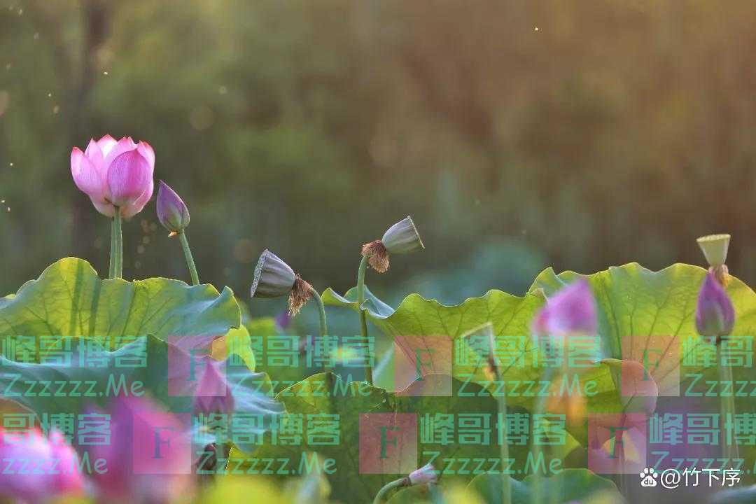 释迦牟尼佛在菩提树下究竟悟到了什么?答案只有四个字