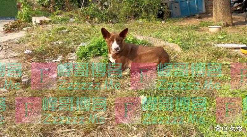 上颚烂空，把树叶当食物，它还在等着，可它的主人却早已将它抛弃