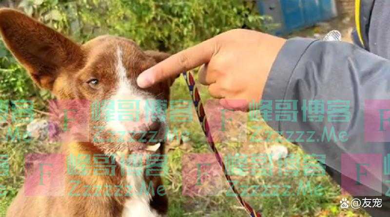 上颚烂空，把树叶当食物，它还在等着，可它的主人却早已将它抛弃