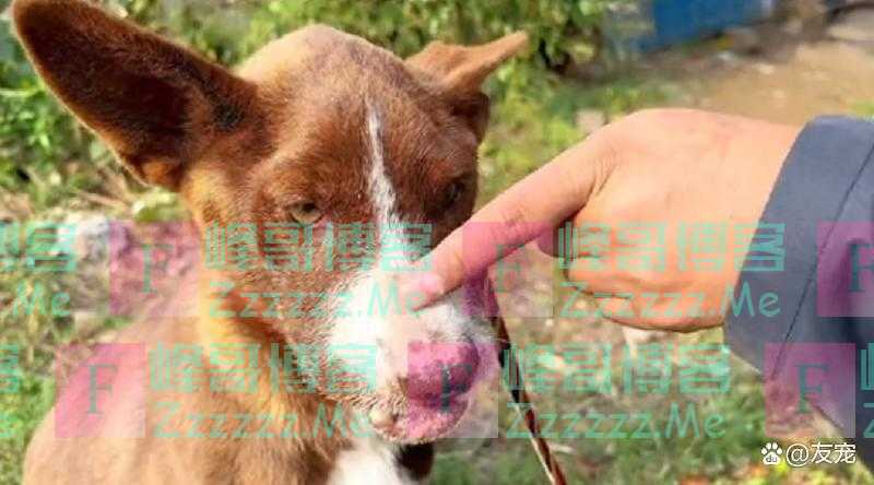上颚烂空，把树叶当食物，它还在等着，可它的主人却早已将它抛弃