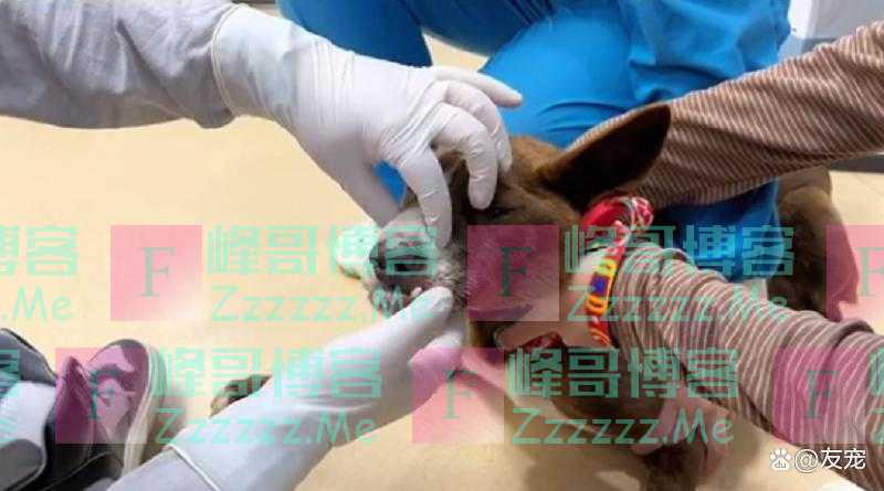 上颚烂空，把树叶当食物，它还在等着，可它的主人却早已将它抛弃