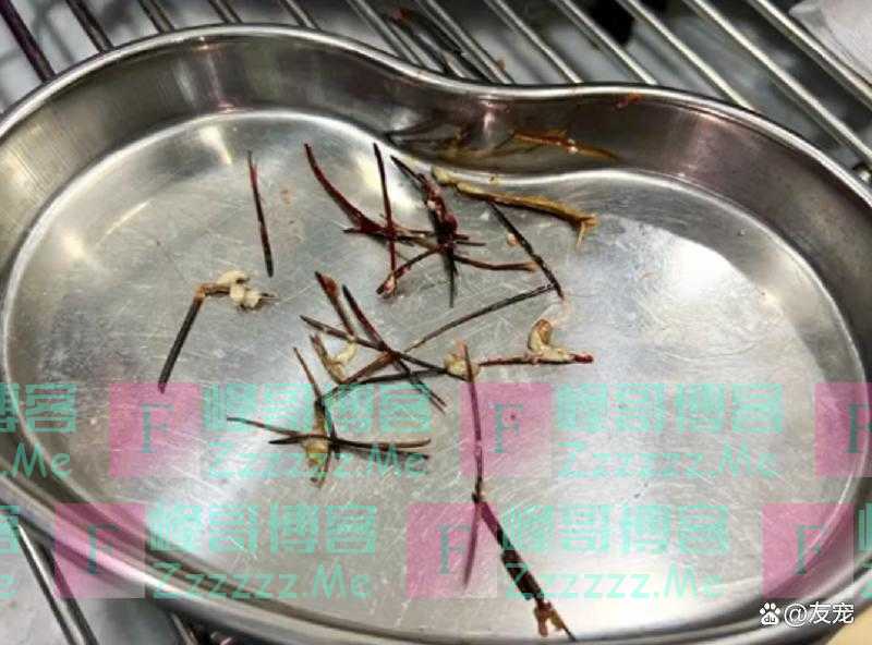 上颚烂空，把树叶当食物，它还在等着，可它的主人却早已将它抛弃