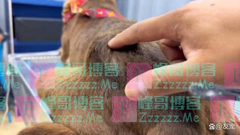 上颚烂空，把树叶当食物，它还在等着，可它的主人却早已将它抛弃