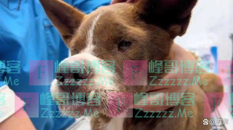 上颚烂空，把树叶当食物，它还在等着，可它的主人却早已将它抛弃