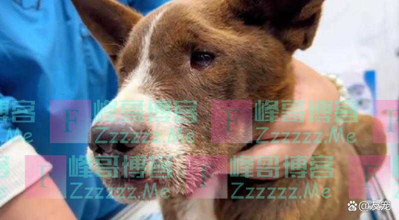 上颚烂空，把树叶当食物，它还在等着，可它的主人却早已将它抛弃