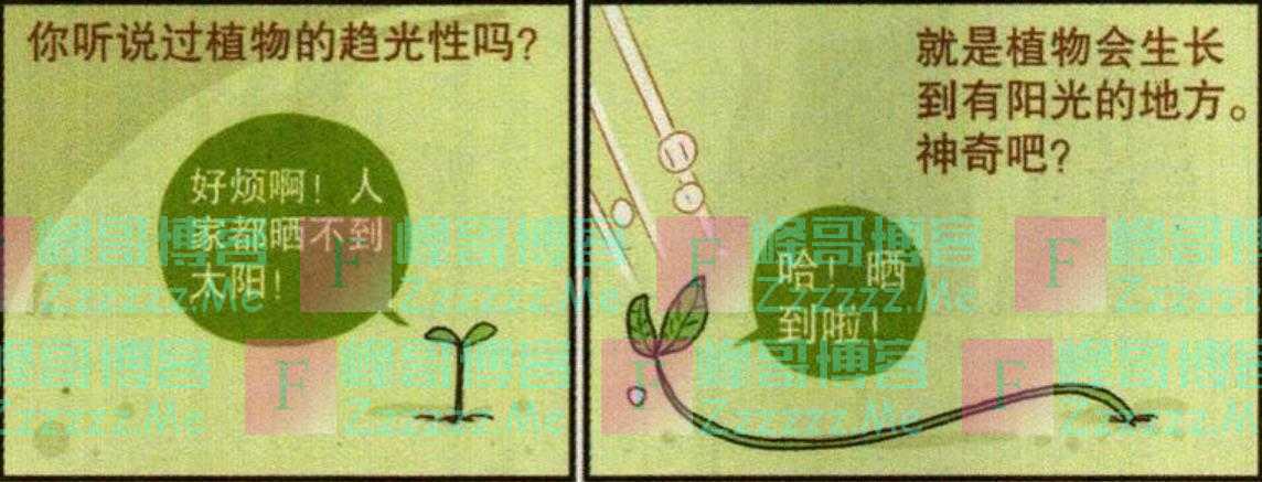 当小衰变成“植物衰”?用自己的行为给大家科普什么叫光合作用