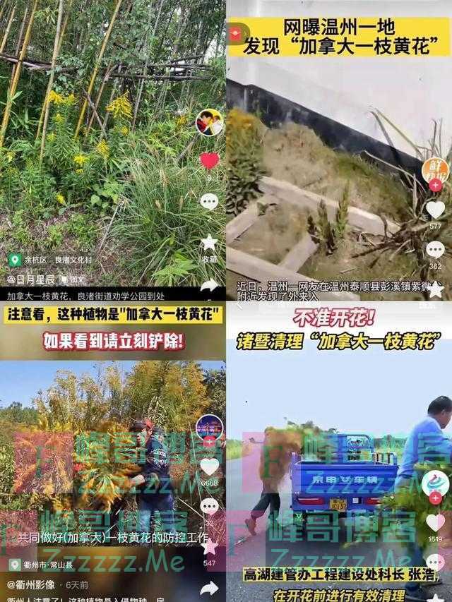 一物降一物！“加拿大一枝黄花”在浙江遇上对手了，湖羊立大功