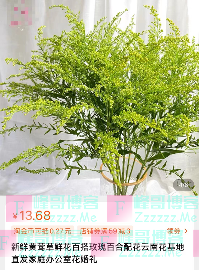 一物降一物！“加拿大一枝黄花”在浙江遇上对手了，湖羊立大功