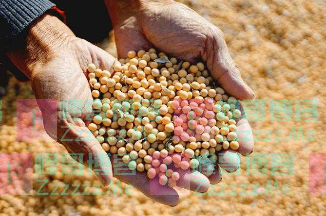 “大鳄”们的共谋，谁在控制着大豆供应链？