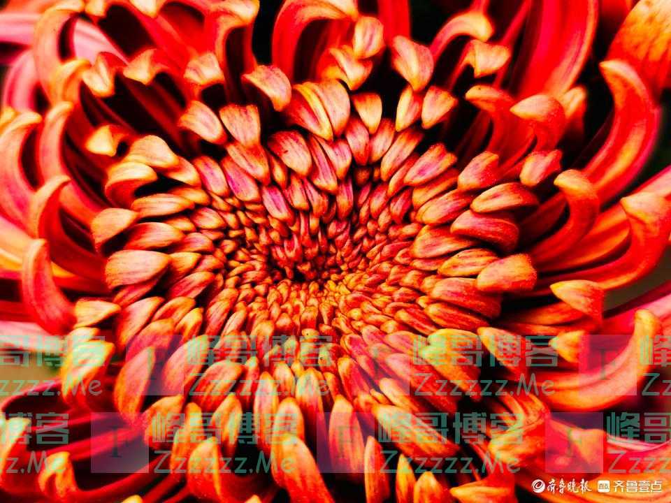 近观秋菊，五颜六色甚是好看