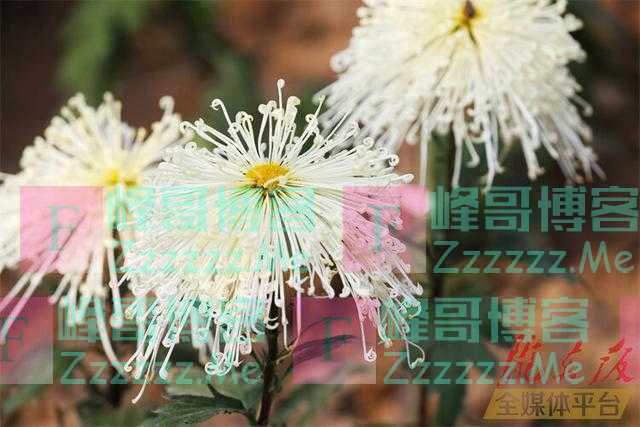 「图说庆阳」寒花开已尽 菊蕊独盈枝