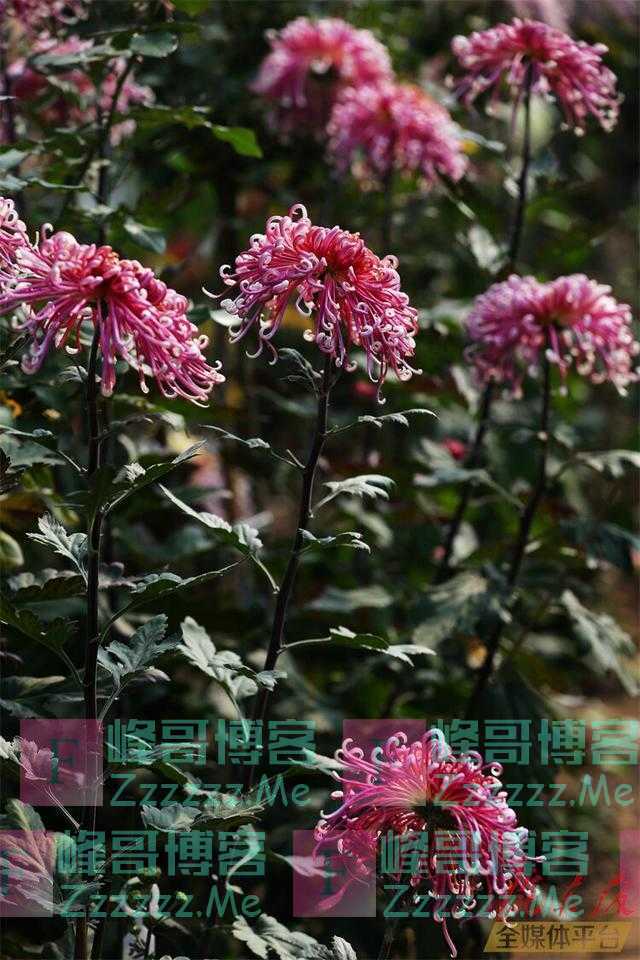 「图说庆阳」寒花开已尽 菊蕊独盈枝