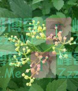 湖湘自然历丨林中采药去遇见“伯乐”，野草成了“千里马”