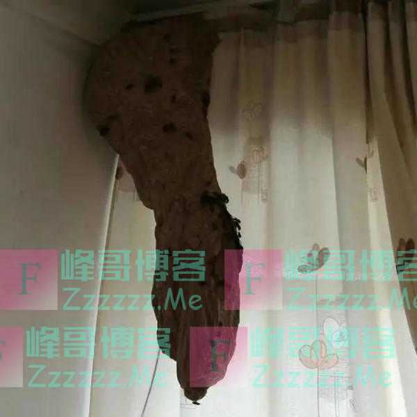 突然流蜜汁！从厨房吊顶铲出30斤蜂蜜