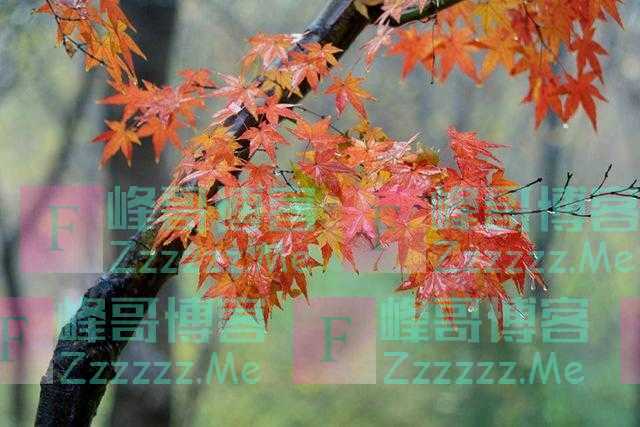 青未了丨这冬日雨后的枫叶，一半在天上，一半在地下