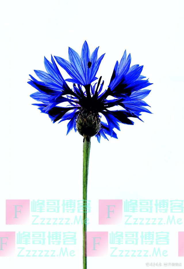 温柔可爱的矢车菊绽放在冬日