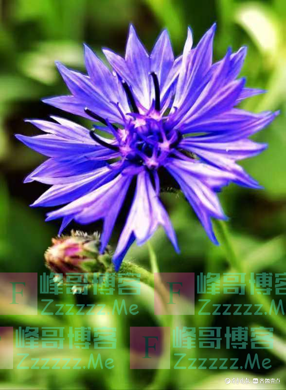 温柔可爱的矢车菊绽放在冬日