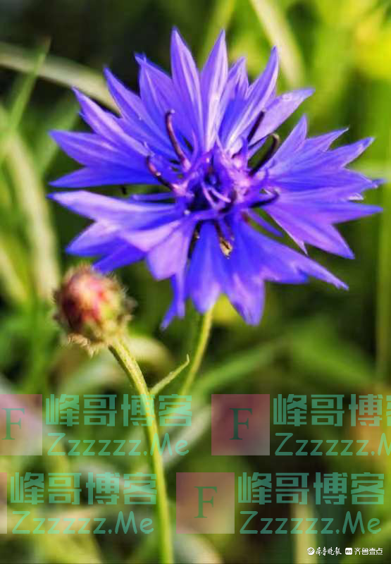 温柔可爱的矢车菊绽放在冬日