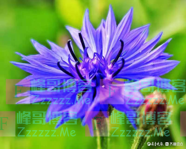 温柔可爱的矢车菊绽放在冬日