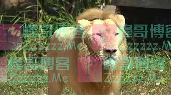 Wei球迷|预测准确率高达90%?卡塔尔世界杯这些“神兽”又