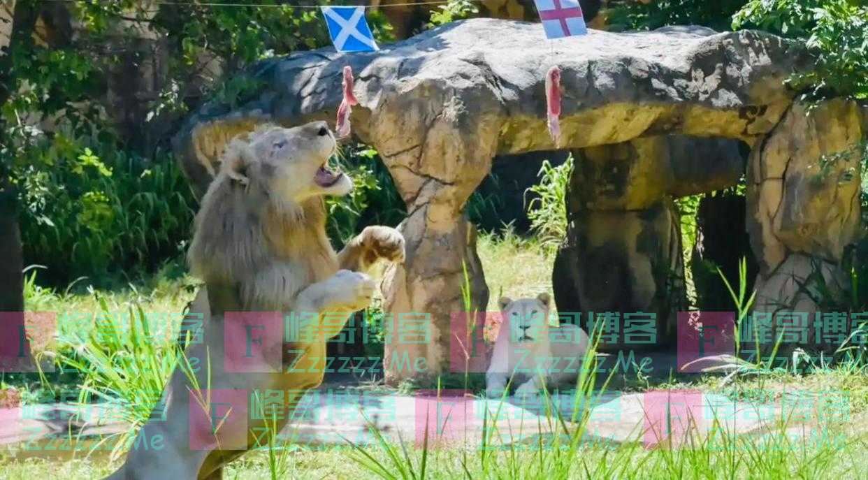 Wei球迷|预测准确率高达90%?卡塔尔世界杯这些“神兽”又