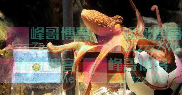 Wei球迷|预测准确率高达90%?卡塔尔世界杯这些“神兽”又