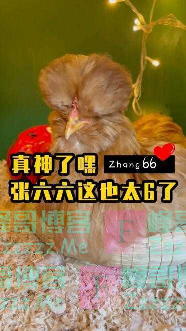 Wei球迷|预测准确率高达90%?卡塔尔世界杯这些“神兽”又