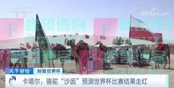 Wei球迷|预测准确率高达90%?卡塔尔世界杯这些“神兽”又