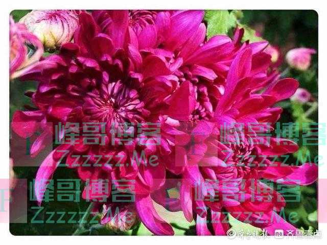 青未了｜洳语：菊
