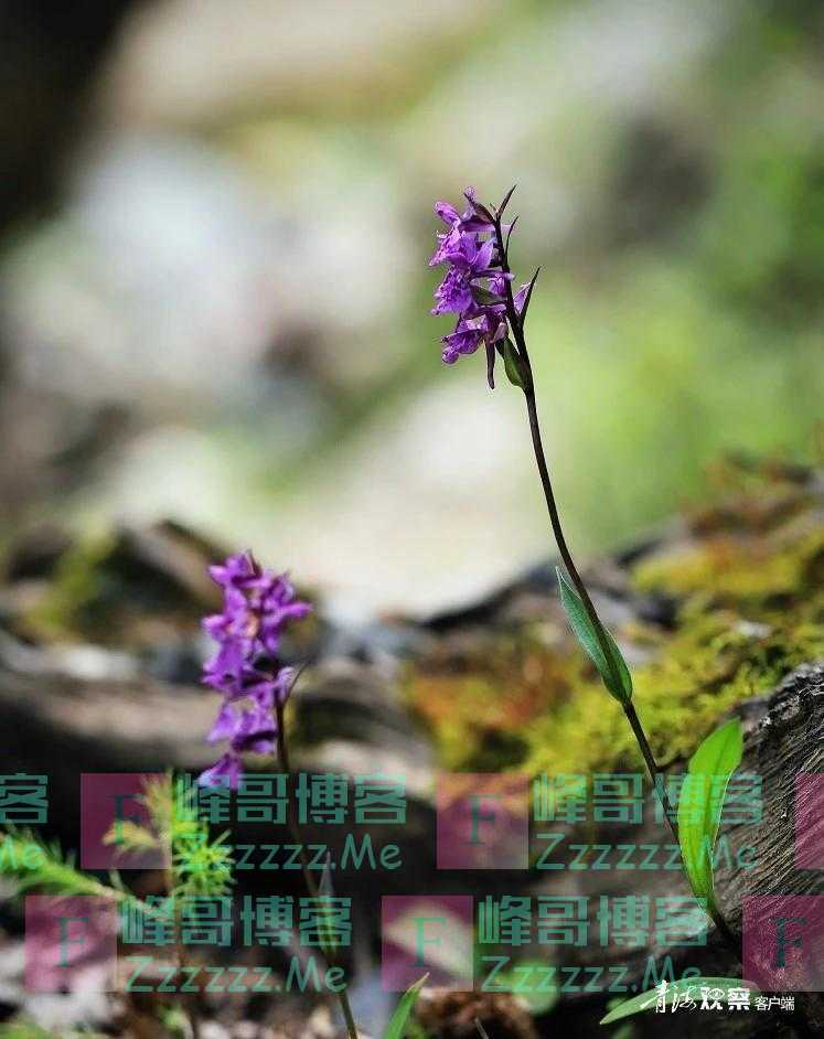 青海有幽兰 绝世而独立