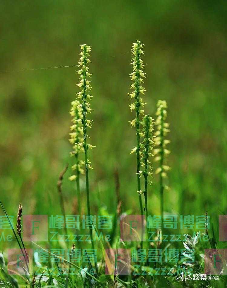 青海有幽兰 绝世而独立