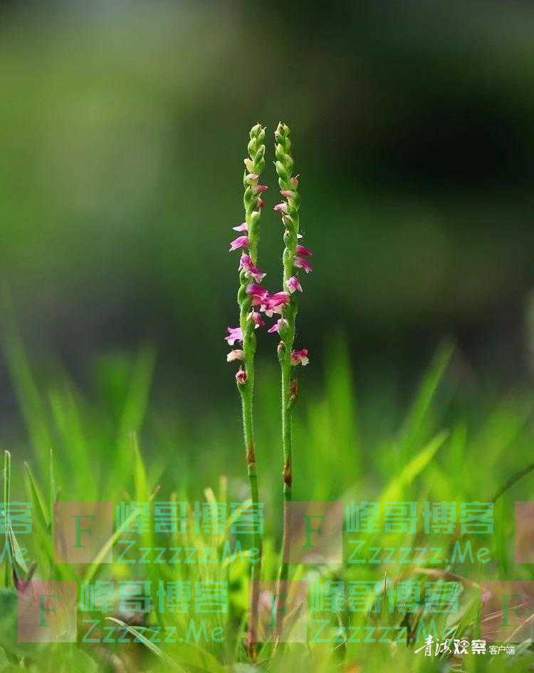 青海有幽兰 绝世而独立