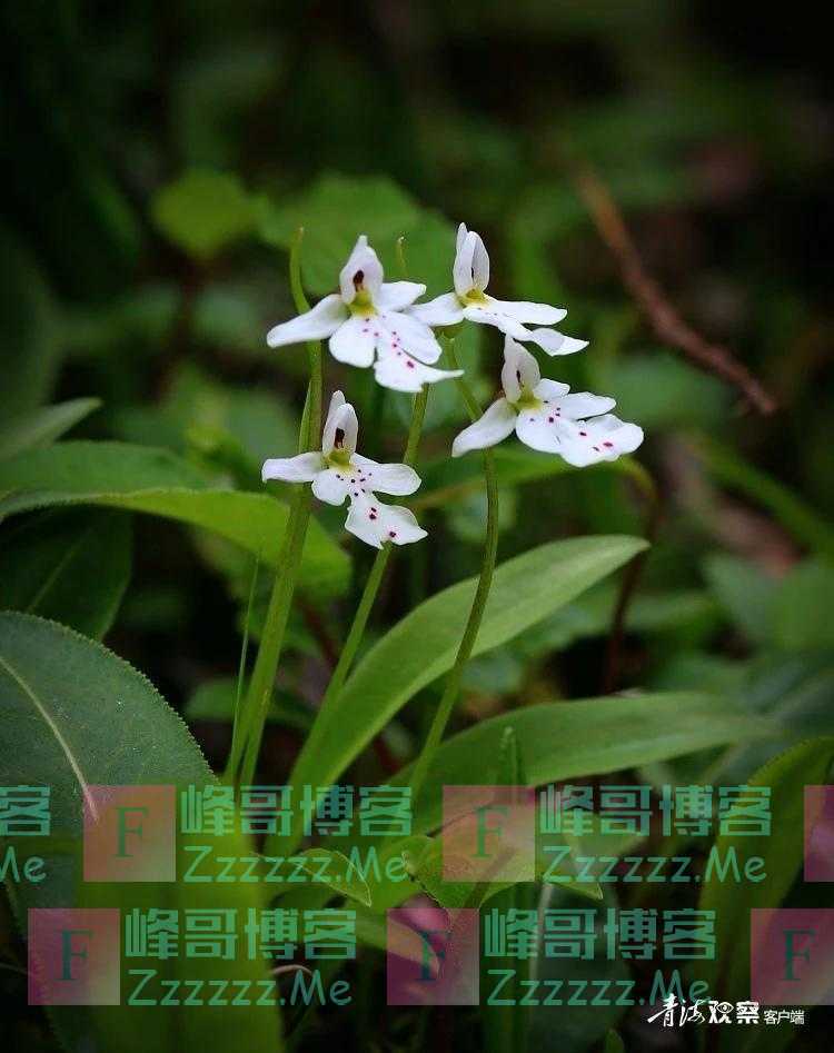 青海有幽兰 绝世而独立