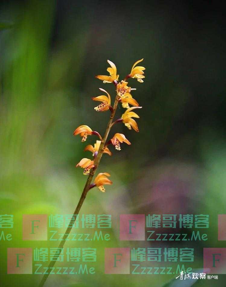 青海有幽兰 绝世而独立