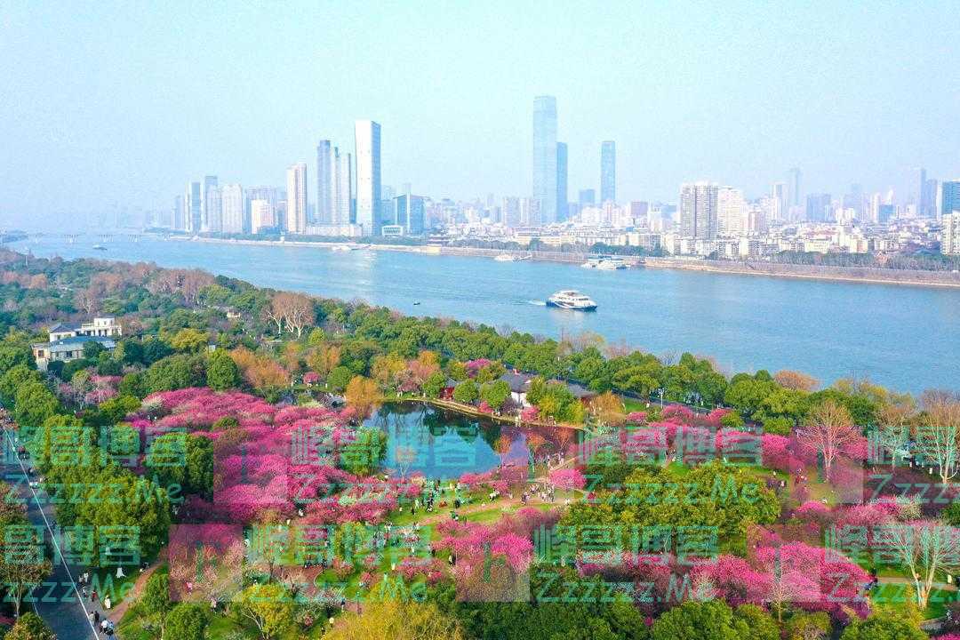 央视关注，人从众的岳麓山无限“梅”好