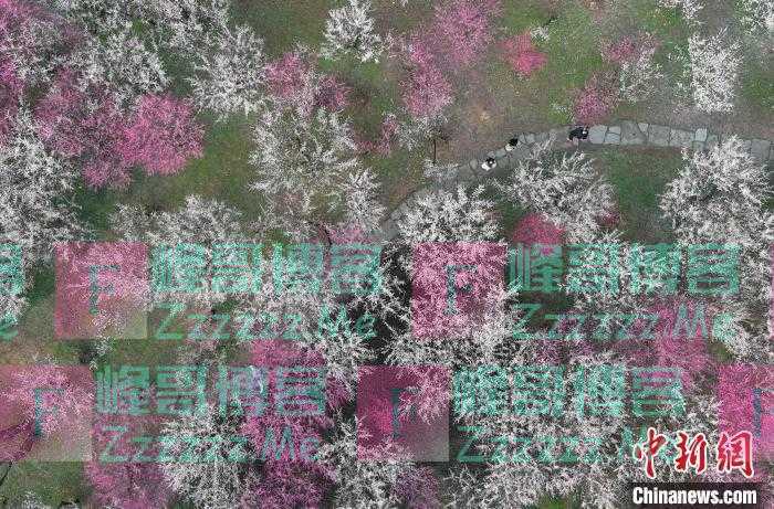 浙江文旅观察：梅花旅游只配“拍照打卡”吗？