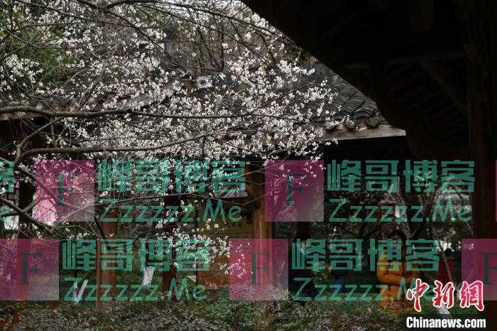 浙江文旅观察：梅花旅游只配“拍照打卡”吗？