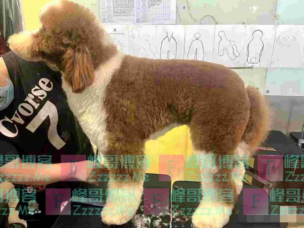 985高校女大学生裸辞深圳大公司：宁给宠物做美容，不愿“心累”搞设计