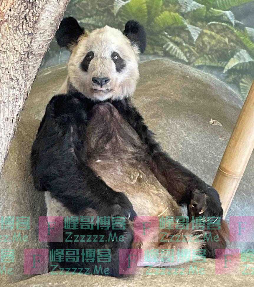 美国将公示丫丫回国证明！回国后将住进妈妈原来的家，原玻璃房正改建成露天院子