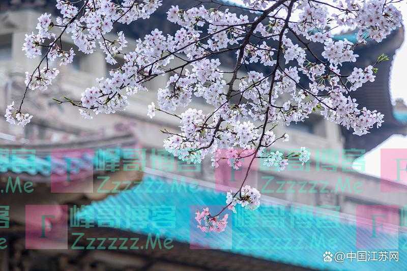 新江苏辟谣｜一周报告：叶黄素能预防和治疗近视？服用褪黑素会脑萎缩？小心交了智商税！