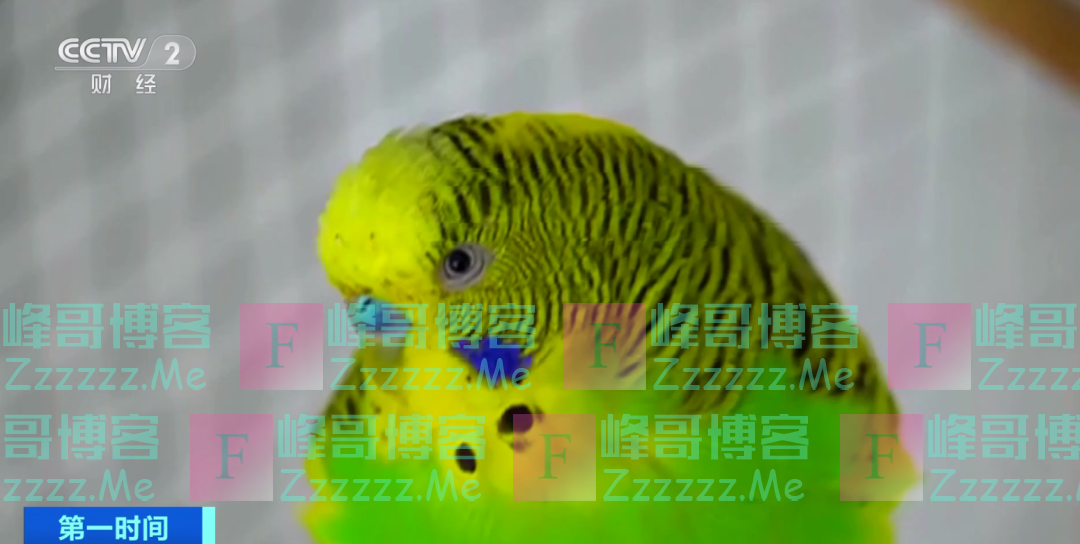 多人感染“鹦鹉热”！高烧数日不退，严重或致重症肺炎