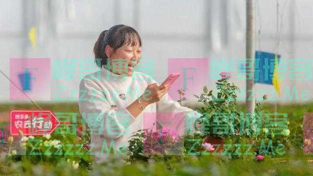拼多多去年第四季度营收398亿,持续优化供应链助力农业现代化