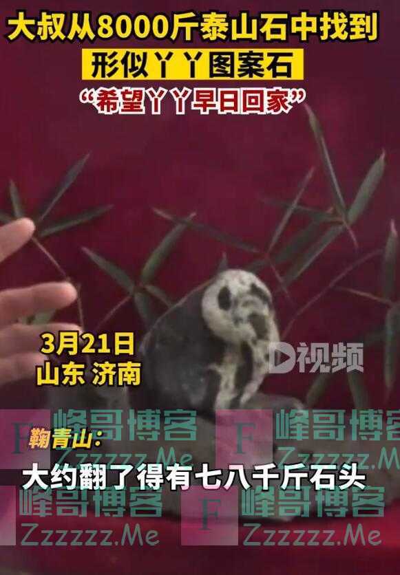 大叔从8000斤泰山石中找到形似丫丫图案石，“希望丫丫早日回家”