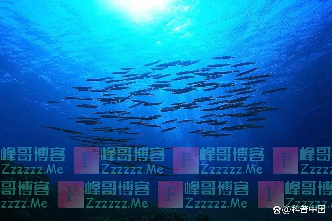 每天吃点“它”，补脑、护眼又护肤！只需2步，就能做到！