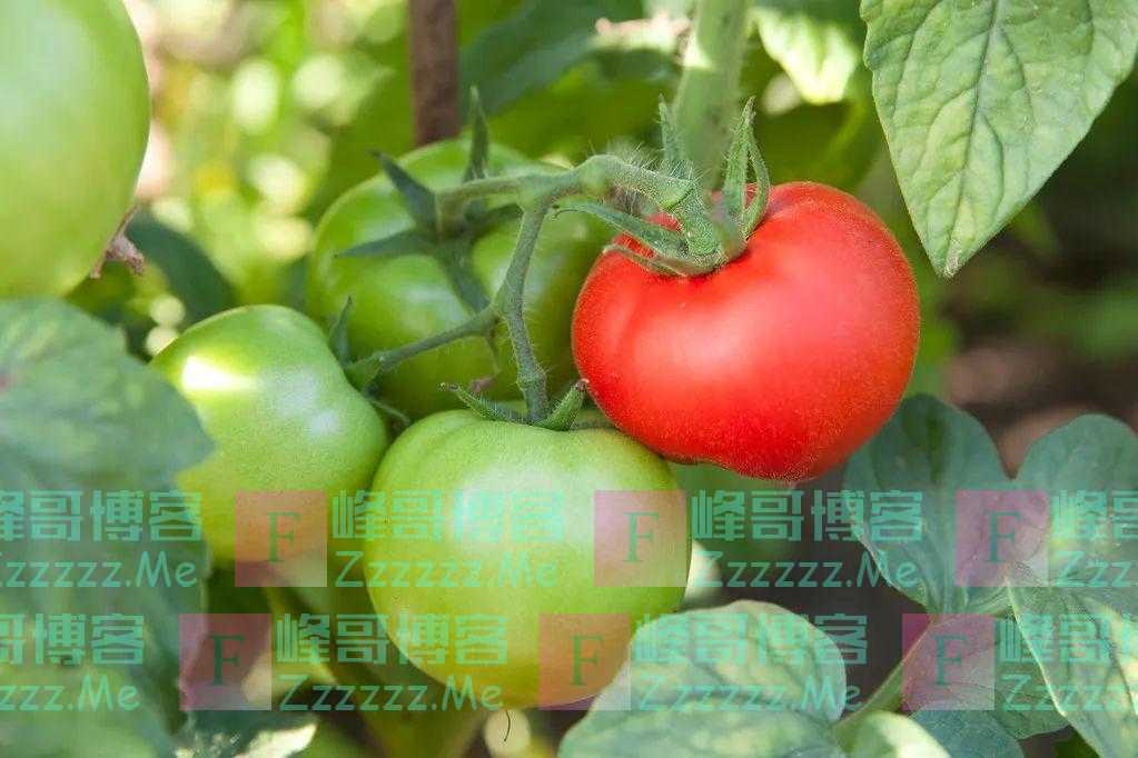 经常吃西红柿,容易痛风?西红柿竟是“防晒果”?一文说清!