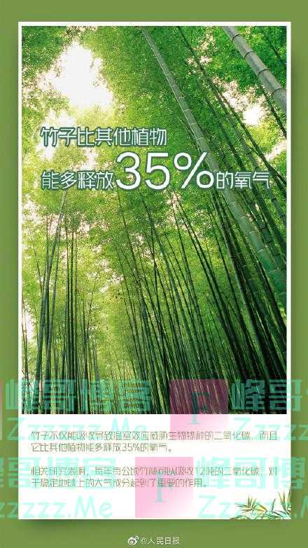 竹子“拯救”地球：中国人为什么爱竹子？