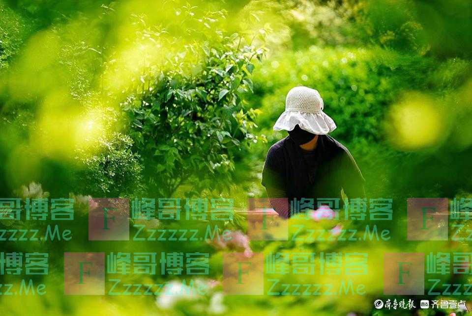 百花公园的牡丹园内，拍花者在找角度